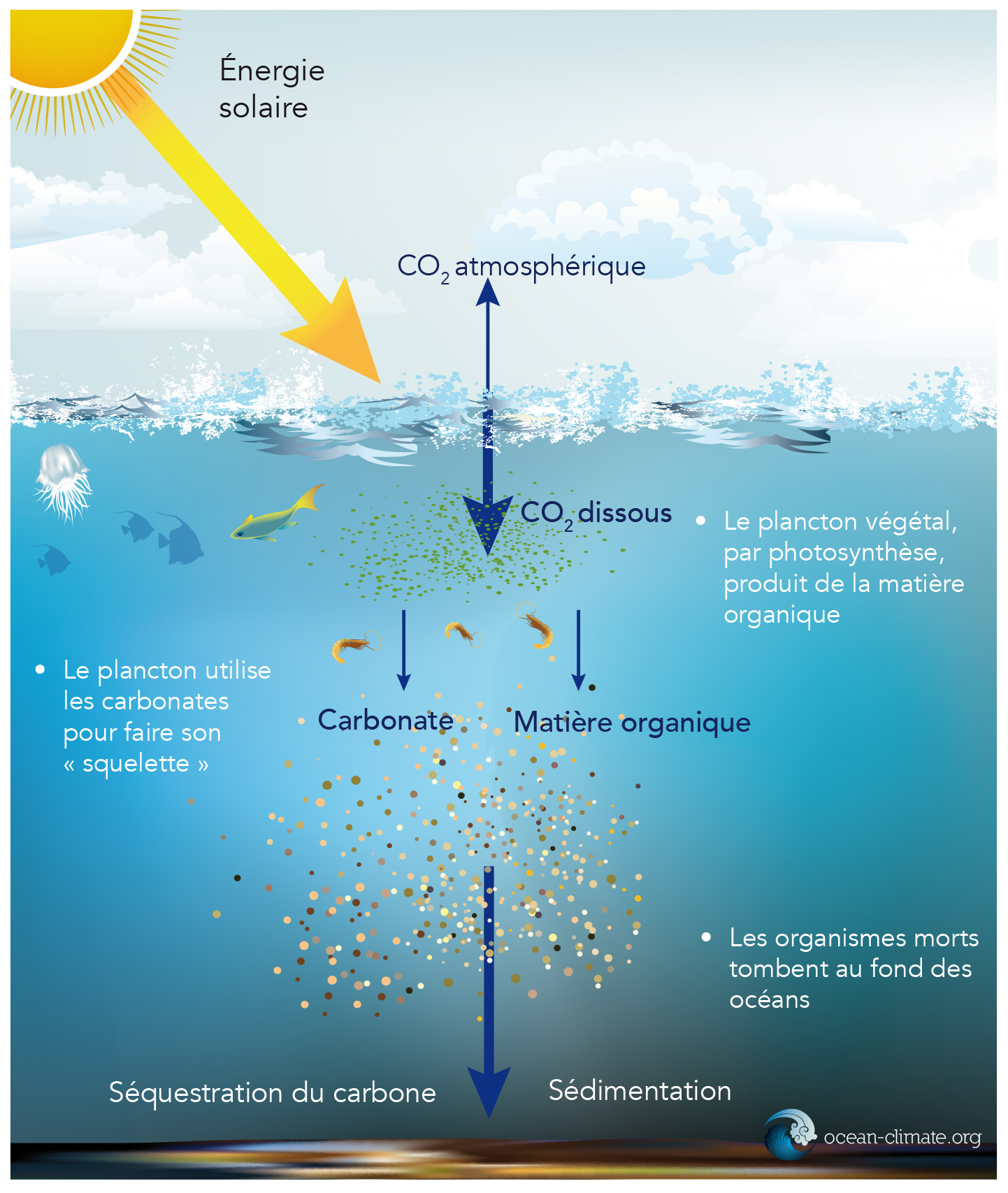 L’océan, pompe à carbone biologique. Par la Plateforme Océan et Climat, Fiche pédagogique tome 2.