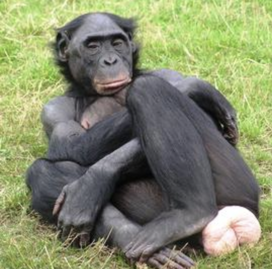 Une femelle bonobo sacrée singe le plus intelligent du monde 