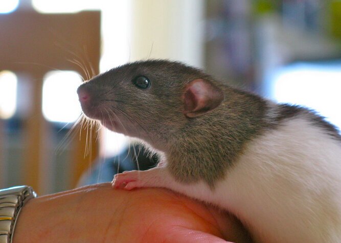 Covid-19 : des rats domestiques contaminés par leur propriétaire ...