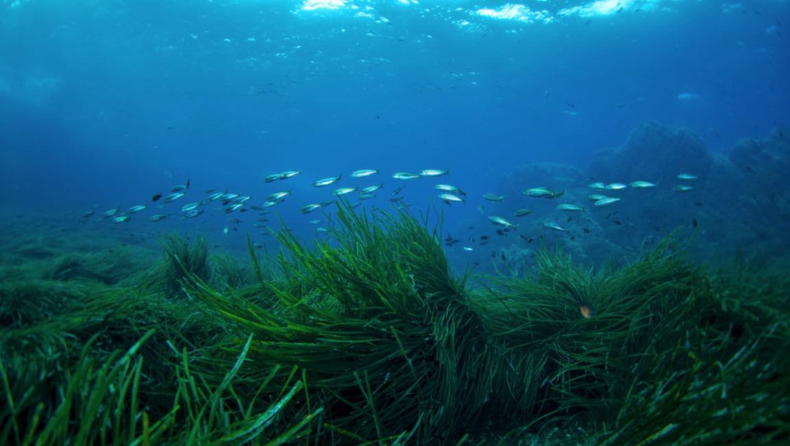 Méditerranée : pourquoi l'apparition d'une algue rouge témoigne du  réchauffement climatique