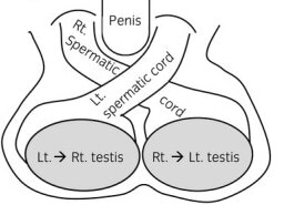 penis – Réalités Biomédicales