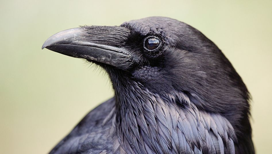le décès du corbeau – Langue sauce piquante